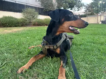 Black-and-tan Doberman in a harness lying on grass, Long Beach dog walker