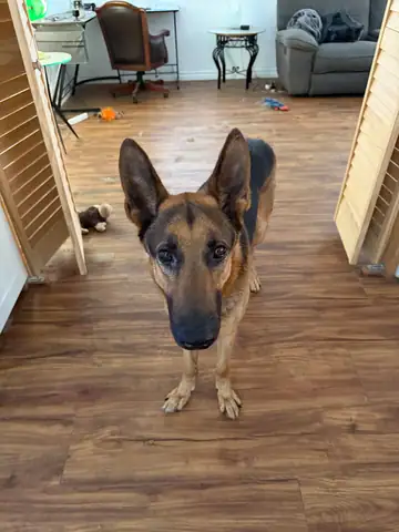 German shepherd standing on a wood floor, looking at camera, Long Beach dog walker