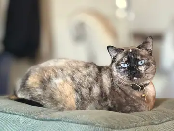 Tortoiseshell-type cat lying on a gray bed, Long Beach dog walker