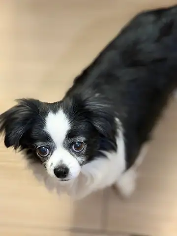 Black-and-white papillon lying on a wood floor, photographed from above, Long Beach dog walker