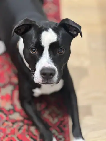Black-and-white pit bull-type dog on a red patterned rug, Long Beach dog walker