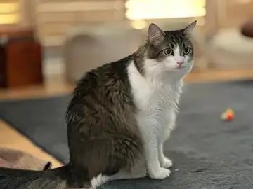 Brown-and-white tabby cat sitting on a floor, Long Beach dog walker
