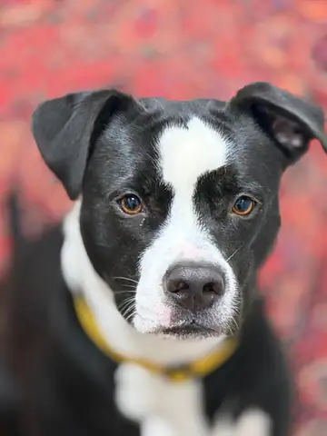 Black-and-white pit bull-type dog with a yellow collar, red background, Long Beach dog walker