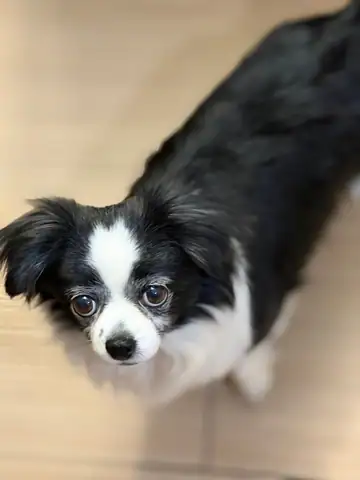 Black-and-white papillon on a wood floor, photographed from above, Long Beach dog walker