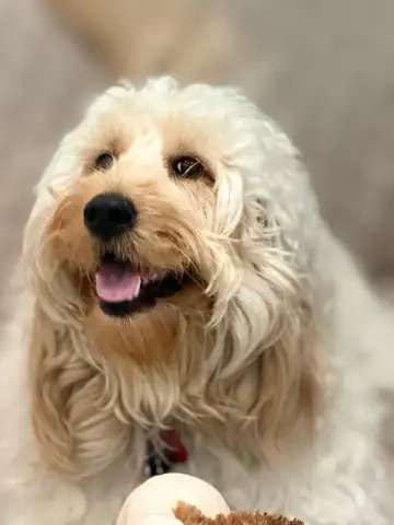 Cream doodle close-up with tongue out, Long Beach dog walker