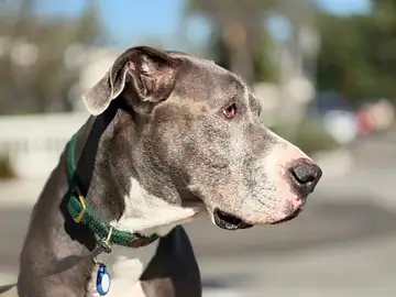 Gray Great Dane-type dog in profile wearing a green collar, Long Beach dog walker