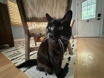 Black cat sitting on a rug next to a chair, Long Beach dog walker