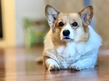 Corgi lying on a wood floor, Long Beach dog walker