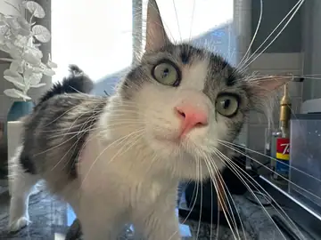 Gray-and-white cat close-up in sunlight, Long Beach dog walker
