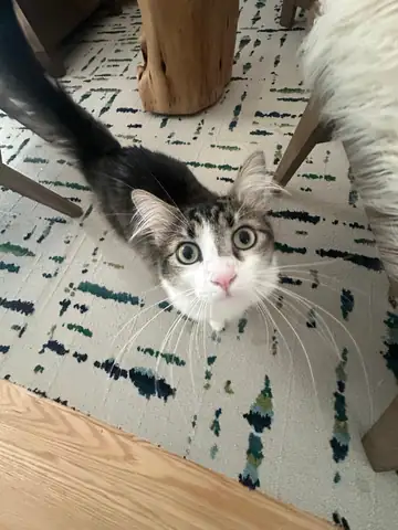 Tabby-and-white cat peeking over a patterned rug, Long Beach dog walker