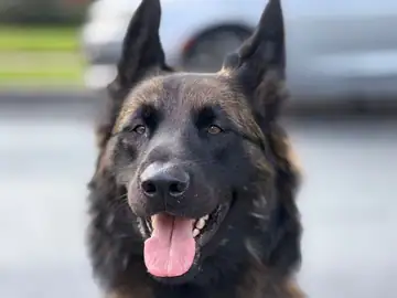 Black German shepherd close-up with tongue out, Long Beach dog walker