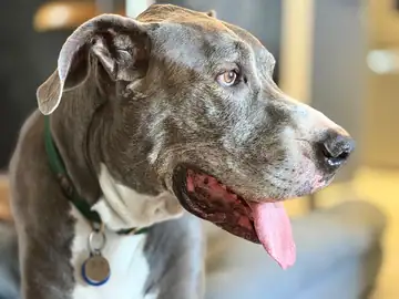 Gray Great Dane-type dog in profile, tongue out, close-up, Long Beach dog walker