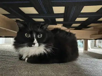 Black-and-white cat lying on carpet, Long Beach dog walker