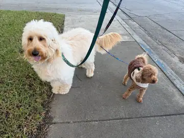 White doodle and a small apricot doodle on leashes on a sidewalk, Long Beach dog walker