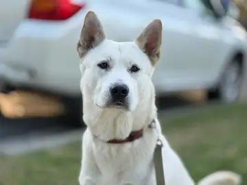 White shepherd-type dog sitting outdoors, Long Beach dog walker