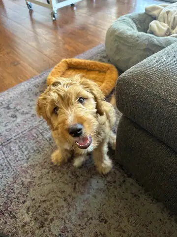 Tan curly doodle on a rug beside a sofa, Long Beach dog walker