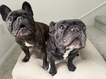 Two brindle French bulldogs on a carpet, Long Beach dog walker