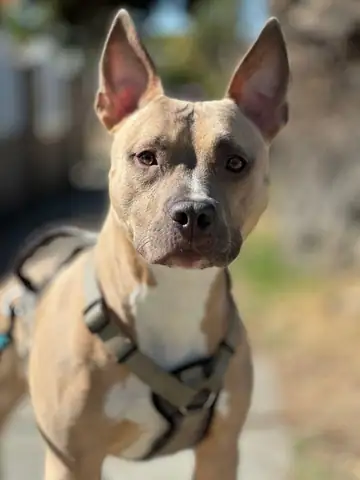 Fawn pit bull-type dog close-up in a harness, Long Beach dog walker