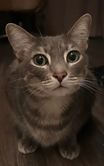 Gray tabby cat, close-up, looking at camera, Long Beach dog walker