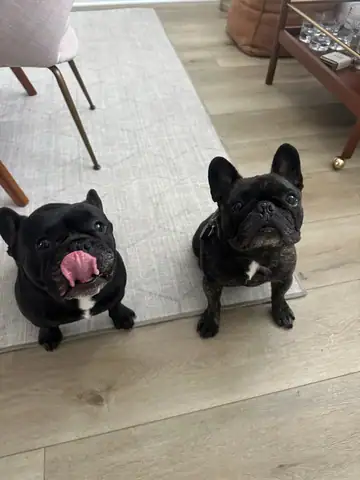 Two black-and-tan French bulldogs on a rug, Long Beach dog walker