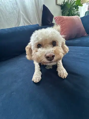 White curly dog lying on a blue sofa, Long Beach dog walker