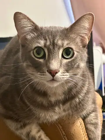 Gray tabby cat close-up with green eyes, Long Beach dog walker