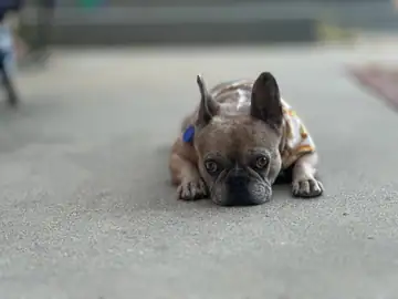 Brindle French bulldog lying on pavement, Long Beach dog walker