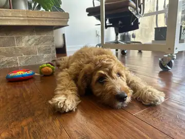 Golden doodle lying on a wood floor, Long Beach dog walker