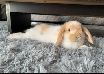 Lop-eared rabbit (orange and white) on a gray fluffy blanket, Long Beach dog walker