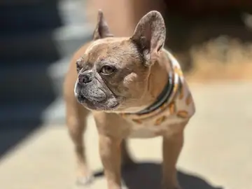 Fawn French bulldog in a striped harness on a sunny sidewalk, Long Beach dog walker