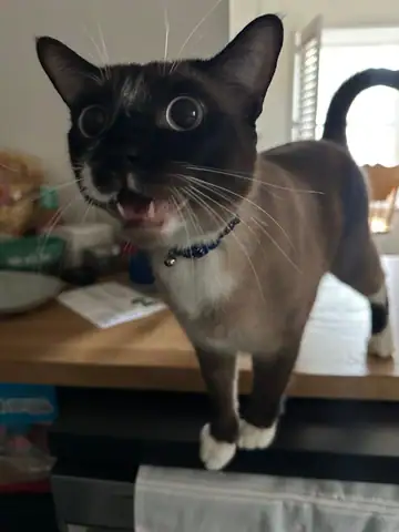 Black-and-white cat standing on a wood floor, mouth open, Long Beach dog walker