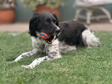 Black-and-white spotted dog lying on grass with an orange ball, Long Beach dog walker