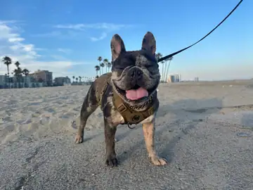 Brindle French bulldog on a beach with a leash, Long Beach dog walker