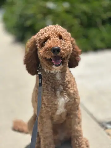 Apricot curly doodle sitting on a sidewalk on a leash, Long Beach dog walker