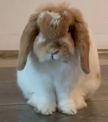 White-and-tan lop-eared rabbit sitting indoors, Long Beach dog walker