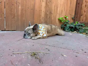 Fawn French bulldog lying on a patio in a yellow bandana, Long Beach dog walker