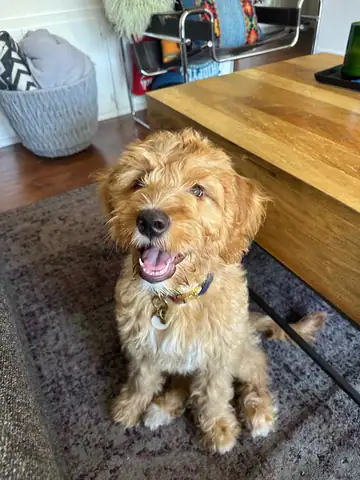 Tan wire-haired doodle on a rug, tongue out, Long Beach dog walker