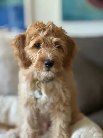 Apricot doodle close-up looking at camera, Long Beach dog walker