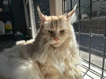 Long-haired cream-and-tabby cat sitting by a window, Long Beach dog walker