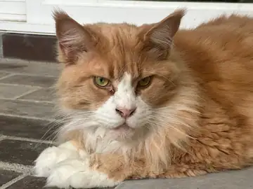 Orange-and-white Maine Coon-type cat lying on a patio, Long Beach dog walker