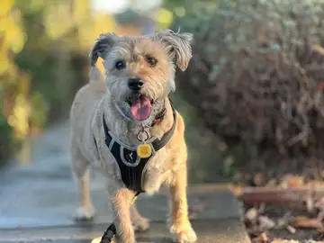 Gray-and-tan wiry terrier-mix in a harness, outdoors, Long Beach dog walker