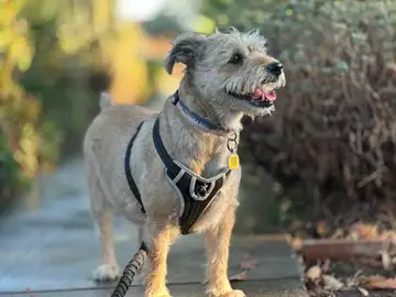 Gray wiry terrier-mix in a harness on a patio, Long Beach dog walker