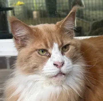 Orange-and-white Maine Coon-type cat, close-up, Long Beach dog walker
