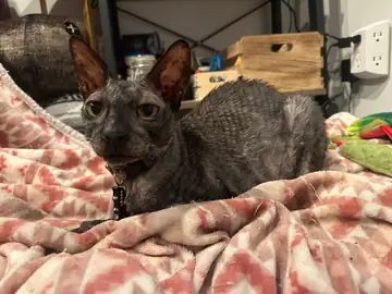 Gray Sphynx-type cat on a patterned blanket, Long Beach dog walker