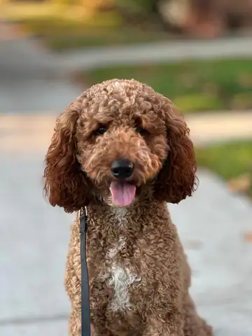 Apricot curly doodle close-up with tongue out, Long Beach dog walker