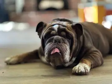 Brown-and-white English bulldog lying on carpet, tongue out, Long Beach dog walker