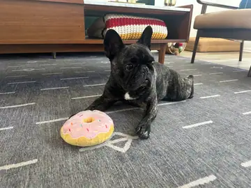 Brindle French bulldog lying on carpet next to a pink donut, Long Beach dog walker
