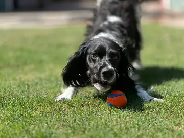 Black-and-white spaniel-type dog playing with an orange ball on grass, Long Beach dog walker