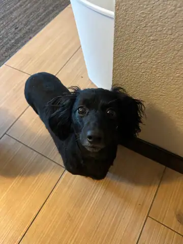Black long-haired dog lying on a wood floor, Long Beach dog walker