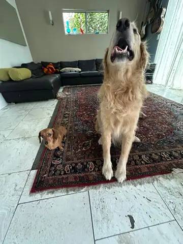 Tall tan dog standing on a red rug with a small dog beside it, Long Beach dog walker